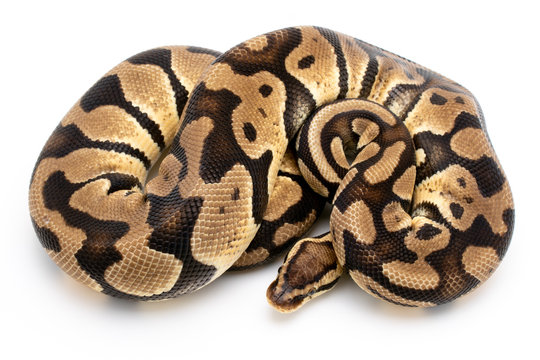 Ball Python Snake Reptile Animal on White Background