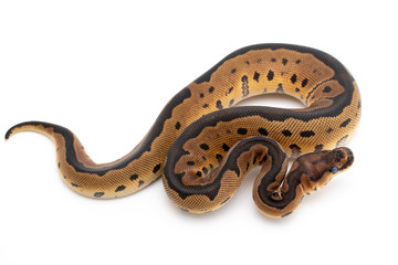 Ball Python Snake Reptile Animal on White Background
