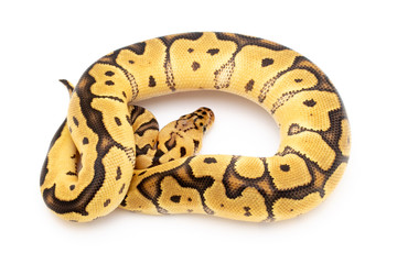 Obraz premium Ball Python Snake Reptile Animal on White Background