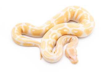Ball Python Snake Reptile Animal on White Background