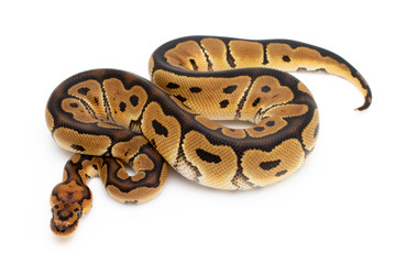 Ball Python Snake Reptile Animal on White Background