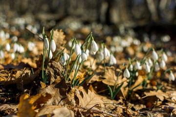 Snowdrops