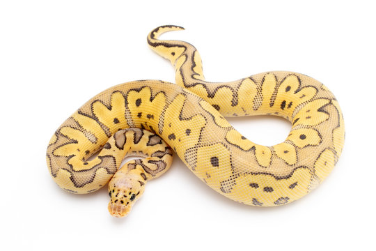 Ball Python Snake Reptile Animal on White Background