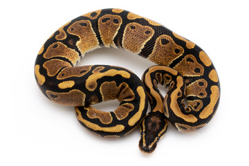 Ball Python Snake Reptile Animal on White Background