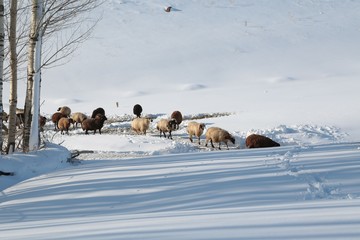 fabulous winter photos .Bingol Turkey