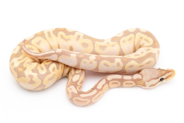 Ball Python Snake Reptile Animal on White Background