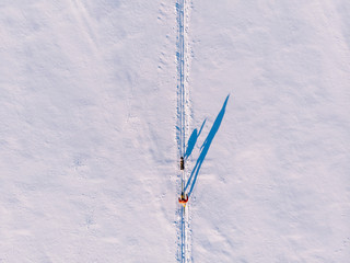 Skijor ski on track with dog malamute. Concept winter holiday. Aerial top view