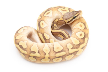 Ball Python Snake Reptile Animal on White Background