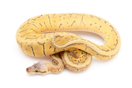 Ball Python Snake Reptile Animal on White Background