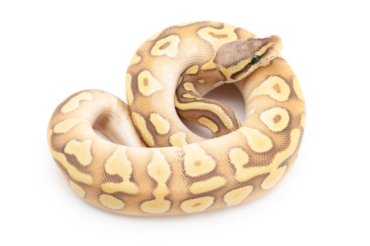Ball Python Snake Reptile Animal on White Background