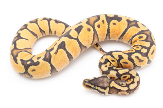 Ball Python Snake Reptile Animal on White Background