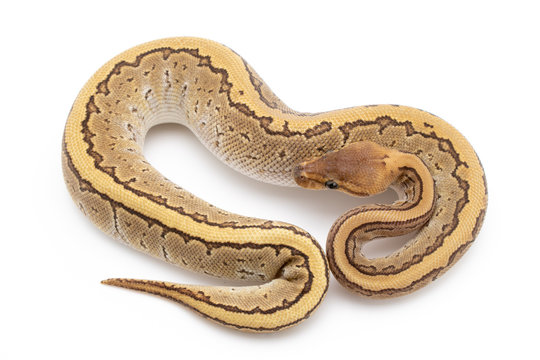 Ball Python Snake Reptile Animal on White Background