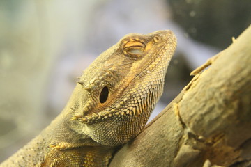 lizard on tree