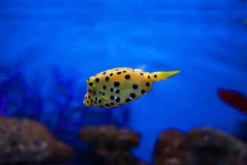 Yellow spotted Boxfish - Fish in Aquarium