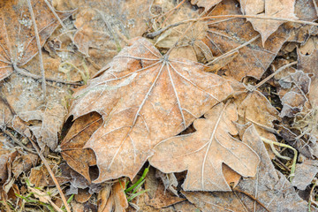 Yellow leaf with frost on grass background