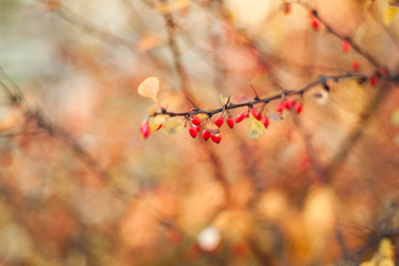 dogwood berries on the branches, on a colored background. Selective focus. Shallow depth of field. Toned image