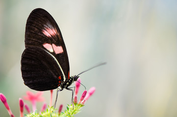 Heliconius butterfly (Heliconius sp.) on Star flower (Pentas lanceolata).