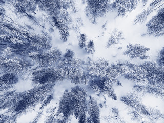 Aerial shot winter frozen spruce forest, blue background . Top view