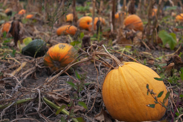 Ripe orange pumpkins in the autumn garden