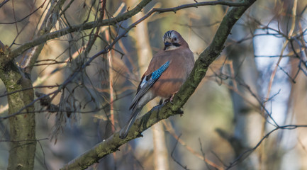 JAY
