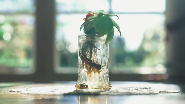 Panning up to a glass vase centrepiece with a small plant on a wood table with doily