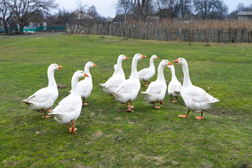 Domestic geese graze in the meadow. Poultry walk on the grass. Domestic geese are walking on the grass. Rural bird grazes in the meadow.