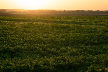 Fototapeta na wymiar Beautiful sunset on a spring field
