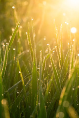 Green grass with dew drops at sunrise in spring against the background of sunlight. Beauty of nature. Close-up. Focus control