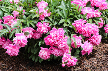 Nature concept, beautiful spring or summer landscape with  Pink peony flower and green leaves. Pink peonies in the garden. Peonies summer in a garden. The care of garden plants. Landscape design.