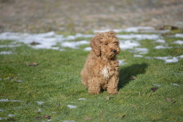 cockapoo sitting in snow