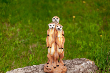 meerkat family posing in green grass