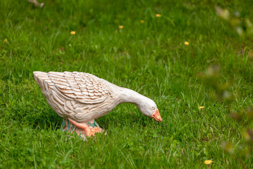 Goose on green grass