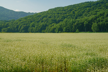 Large field of potato flower blossom