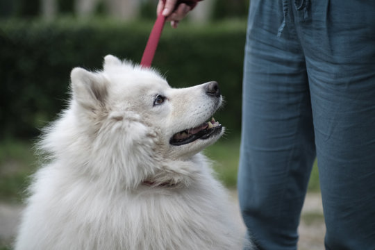 Uśmiechnięty samojed