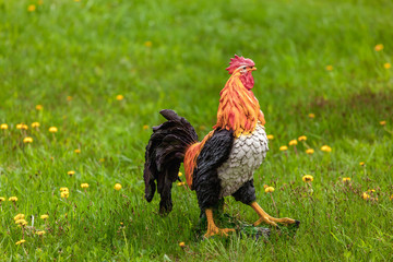 Cock on green grass