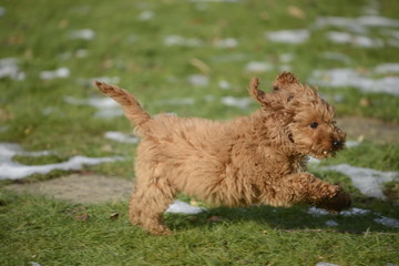 cockapoo playing in snow