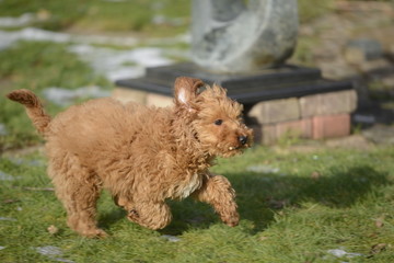 cockapoo playing in snow