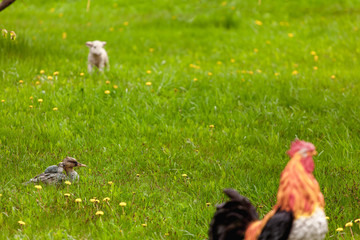 Duck, duckling, rooster and sheep in the green grass