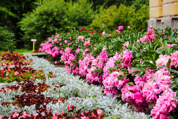 Beautiful spring or summer landscape with Pink peonies summer in the garden. The care of garden plants. Landscape design. The colorful photo shows blooming flower peony, unusual aroma bouquet flora.