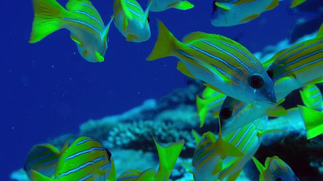 A school of Bluestripped snapper (Lutjanus kasmira) are swimming in a coral Reef,, Maldives, Indian ocean, slow motion