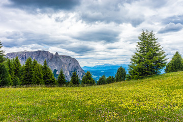 Fototapeta na wymiar Alpe di Siusi, Seiser Alm with Sassolungo Langkofel Dolomite, a large green field with trees in the background