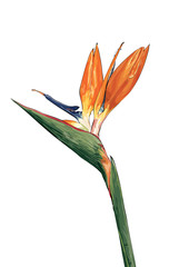 birds of paradise illustration