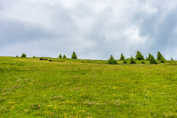 Alpe di Siusi, Seiser Alm with Sassolungo Langkofel Dolomite, a close up of a lush green field