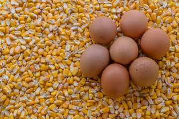 eggs and yellow corn