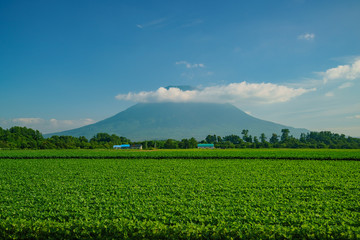 The beautiful Mount Yotei with vegtable farm