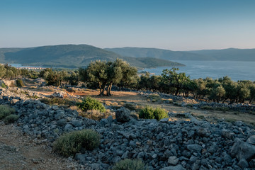 Gaj oliwny w Chorwacji