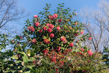 Blooming camellia pink flowers in march in Locarno, Switzerland