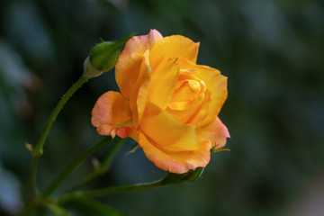 yellow rose in garden
