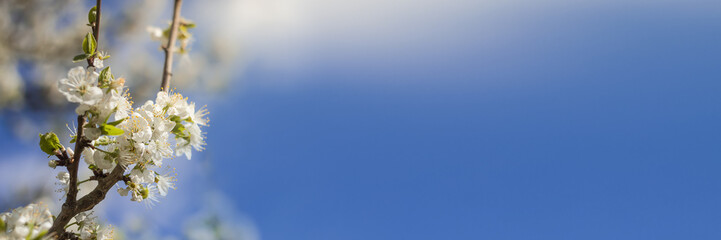 Panorama of beautiful cherry blossom in the left corner in the spring in front of blue sky with soft sunlight