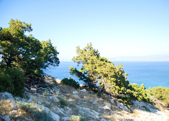 Seaview and green trees